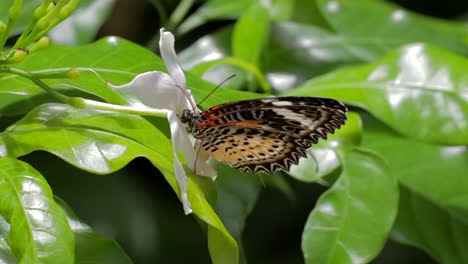 Mariposas-Coloridas-Que-Consumen-Polen-De-Flores