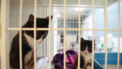 A-cat-and-a-kitten-in-their-cage-at-an-animal-shelter