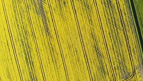 Ascending-aerial-drone-shot-of-freshly-farmed-field-full-of-vibrant-yellow-crops-with-pattern-on-sunny-summer-day-in-English-farm-land