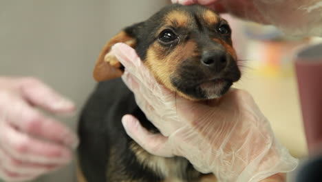 Close-up-of-a-veterinarian-examining-a-cute-puppy