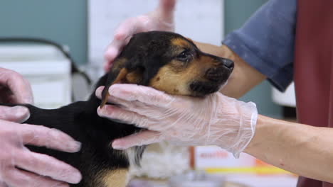 Veterinarian-examining-a-cute-puppy-at-the-clinic
