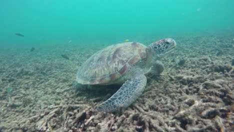 Tortuga-Marina-Está-Comiendo-Coral-Bajo-El-Agua,-Isla-De-Koh-Tao,-Tailandia