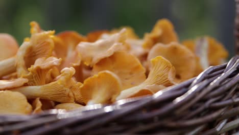 Close-up-of-a-basket-filled-with-chanterelle-mushrooms-in-a-Swedish-forest-5