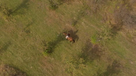Aerial-tracking-drone-shot-of-girl-ride-horse