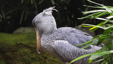 Single-shoebill-in-rainforest-close-up