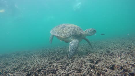 Meeresschildkröte-Steht-Auf-Der-Unterwasserkoralle,-Insel-Koh-Tao,-Thailand