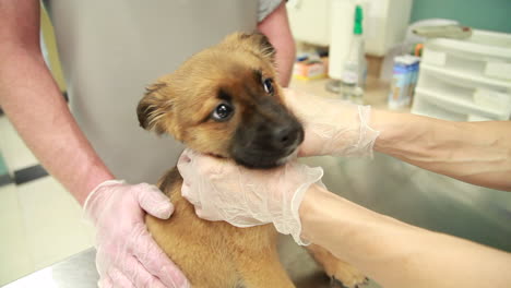Veterinarians-examine-the-health-of-a-puppy-at-the-clinic