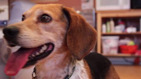 A-close-up-of-a-beagle