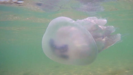 Jellyfish-swiming-underwater.-close-up-shot