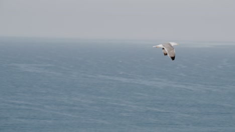 Seagull-flying-in-slow-motion-1