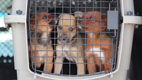 Restless-puppies-in-a-cage-at-an-animal-shelter-1