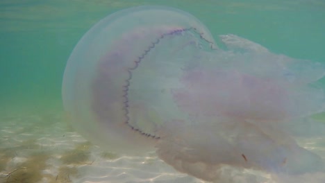 Blue-jellyfish,-underwater-shot
