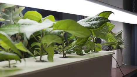 Hydroponic-growing-of-Carolina-Reaper-chili-home-in-apartment-with-homemade-setup-1