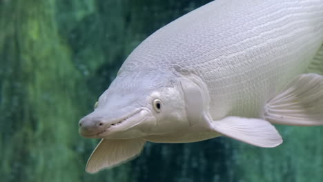 Weißer-Alligatorgar,-Der-Unter-Wasser-Schwimmt