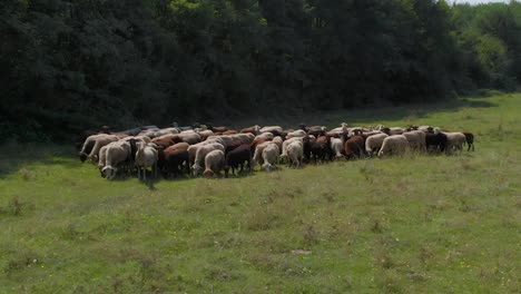 Herd-of-sheeps-in-green-field-next-to-forest-4