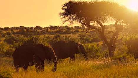 Zwei-Erwachsene-Afrikanische-Elefanten-Bei-Der-Fütterung-In-Freier-Wildbahn
