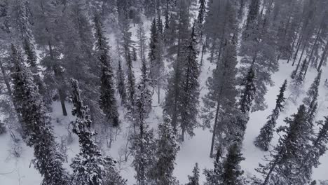 Aerial-of-a-frozen-forest-with-snow-covered-trees-in-Idre,-Sweden-during-a-cloudy-day-with-fog-2
