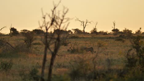 Gepardenfamilie,-Die-Auf-Den-Ebenen-Des-Afrikanischen-Nationalparks-Spaziert