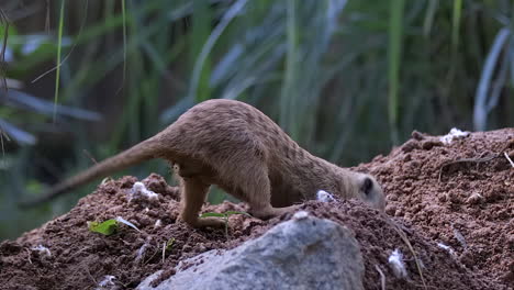 Single-meerkat-digging-soil-to-build-home