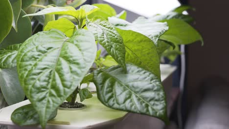 Hydroponic-growing-of-Carolina-Reaper-chili-home-in-apartment-with-homemade-setup-3
