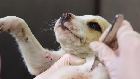 Close-up-of-a-veterinarian-removing-ticks-from-a-cute-puppy-2