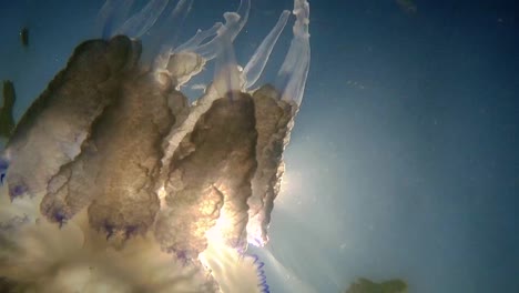 Underwater-shot-of-jellyfish-in-front-of-the-sunrays