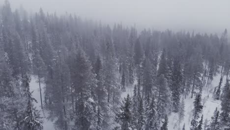 Aerial-of-a-frozen-forest-with-snow-covered-trees-in-Idre,-Sweden-during-a-cloudy-day-with-fog