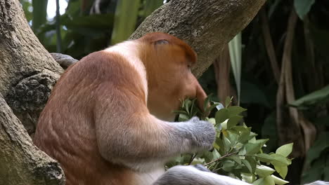 Male-proboscis-monkey-feeding-leaves