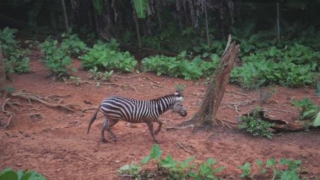 Zeitlupe-Eines-Zebras,-Das-Bei-Safari-Den-Hügel-Hinunterläuft