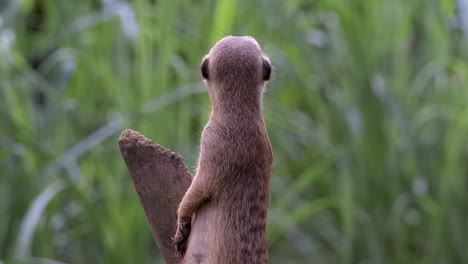 Single-meerkat-on-a-lookout-for-predators