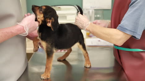 Veterinarians-examine-the-health-of-a-puppy-at-the-clinic-3