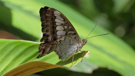 Single-butterfly-sitting-on-leaves