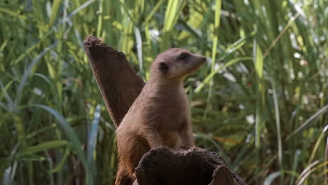 Single-meerkat-on-top-of-branch