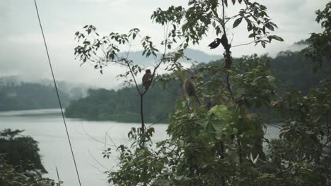 Monos-Saltando-Alrededor-De-La-Rama-De-Un-árbol-Cerca-Del-Hermoso-Lago