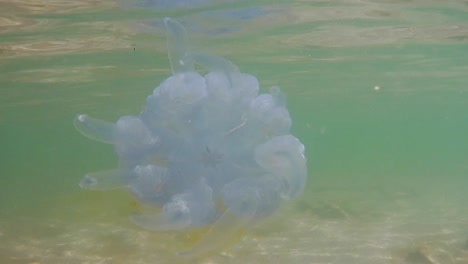Close-up-underwater-shot-of-jellyfish