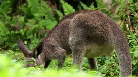 Single-Australia-grey-kangaroo-eating