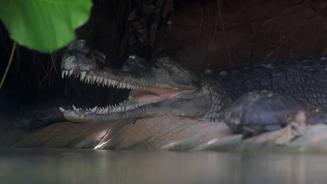 Gharial-Krokodil,-Das-Ins-Wasser-Eindringt