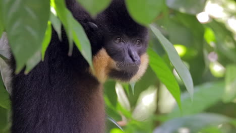 Gibbon-hanging-on-tree-branch