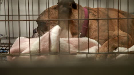 A-lonely-dog-in-his-cage-at-an-animal-shelter-1