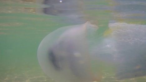 Underwater-shot-of-swiming-jellyfish