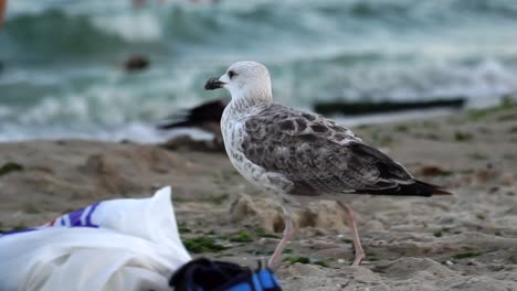 Seagulls-on-the-public-beach,-close-up