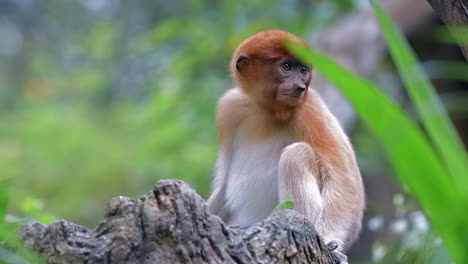 Juvenile-Proboscis-Monkey-sitting-on-tree-branch