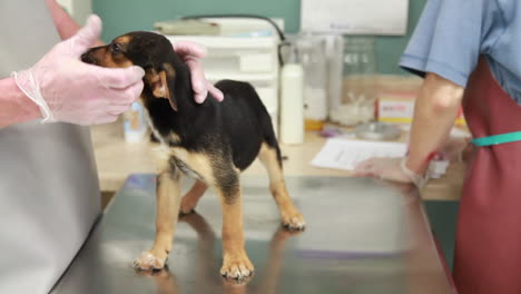 Veterinarians-examine-the-health-of-a-puppy-at-the-clinic-2