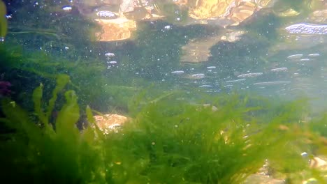 Unterwasseransicht-Von-Grünen-Algen