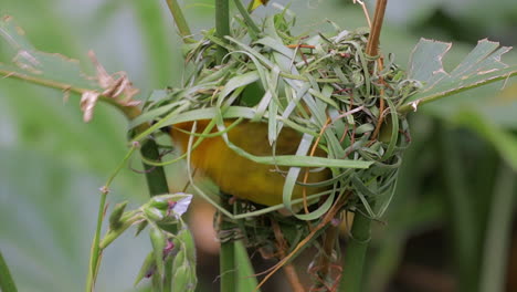 Baya-weaver-bird-building-nest-1