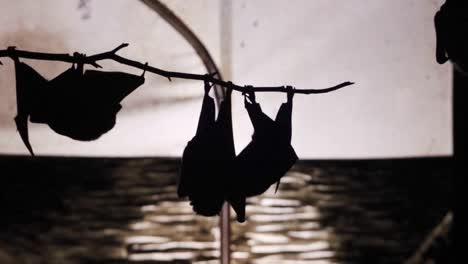 Two-bat-silhouettes-hanging-on-a-branch,-then-a-third-crawls-along-the-branch-to-join-them