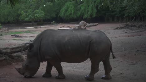 Un-Rinoceronte-Caminando-Lentamente-Y-Comiendo-Algo-En-El-Suelo