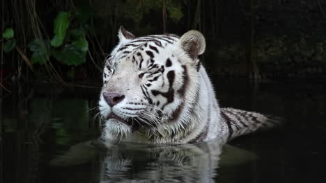 Tigre-Blanco-Sumergido-Bajo-El-Agua