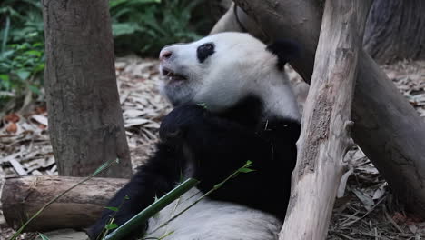 Panda-Alimentándose-De-Brotes-De-Bambú