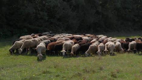 Herd-of-sheeps-in-green-field-next-to-forest-5